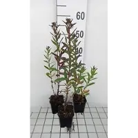 GRDplanten 6 x Aster n.-a. 'Septemberrubin' - Aster d'automne - pot 9 x 9 cm