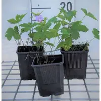 GRDplanten 6 x Geranium nodosum - Bec de cigogne- Pot 9 x 9 cm