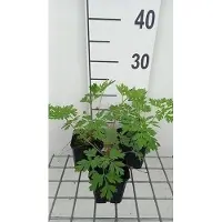GRDplanten 6 x Dicentra formosa - Coeur déchiré - Pot 9 x 9 cm