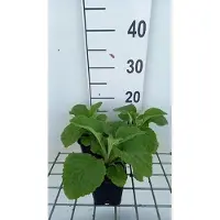 GRDplanten 6 x Digitalis purp. 'Sutton's Apricot' - Fingerhut - Topf 9 x 9 cm