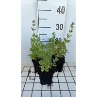 GRDplanten 6 x Nepeta grand. 'Dawn To dusk' - Herbe à chat - Pot 9 x 9 cm