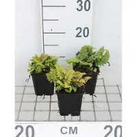 GRDplanten 6 x Polystichum set. congestum' - Filigranfarn 'Congestum - Topf 9 x 9 cm