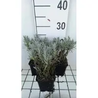 GRDplanten 6 x Lavandula int. grappenhall' - Lavande - Pot 9 x 9 cm