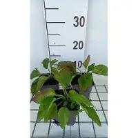 GRDplanten 6 x Rudbeckia fulg. 'City Garden' - Echinacea - Pot 9 x 9 cm