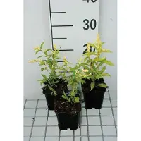 GRDplanten 6 x Solidago hybr. 'Golden Mosa' - Verge d'or - Pot de 9 x 9 cm