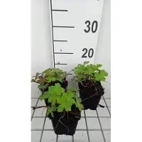 GRDplanten 6 x Geranium hybr. 'Salomé' - Bec de cigogne- Pot 9 x 9 cm