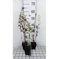 GRDplanten 6 x Phlox (p) 'The King' - Fleur de flamme - Pot 9 x 9 cm