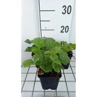 GRDplanten 6 x Geum hybr. 'Scarlet Tempest' - Nelkenwurz - Topf 9 x 9 cm