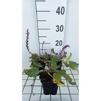 GRDplanten 6 x Salvia sylv. 'Serenade' - Mousse étoilée - pot 9 x 9 cm