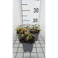 GRDplanten 6 x Salvia nem. 'Sensation deep Rose' - Mousse étoilée - pot 9 x 9 cm