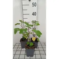 GRDplanten 6 x Lavatera hybr. 'Bredon Springs' - Mauvaise herbe - Pot de 9 x 9 cm