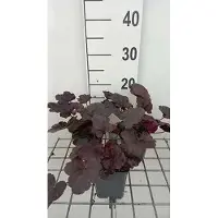GRDplanten 6 x Heuchera hybr. 'Midnight Rose' - Campanule pourpre - pot 9 x 9 cm