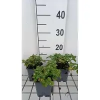 GRDplanten 6 x Lamium mac. 'Album' ('niveum') - Ortie morte - Pot 9 x 9 cm