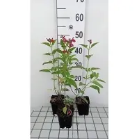 GRDplanten 6 x Salvia microphylla (grahamii) - Mousse étoilée - pot 9 x 9 cm