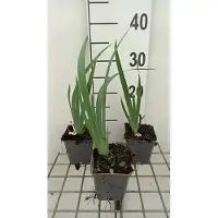 GRDplanten 6 x Iris (germ.) 'Rose' - Iris - Pot 9 x 9 cm