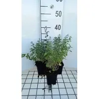 GRDplanten 6 x Nepeta faas. 'Dropmore' - Herbe à chat - Pot 9 x 9 cm