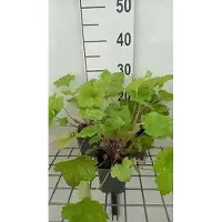 GRDplanten 6 x Heuchera hybr. 'Electric Lime' - Cloches violettes - Pot de 9 x 9 cm