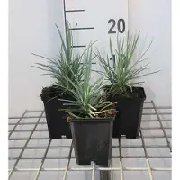 GRDplanten 6 x Dianthus (p) 'Doris' - Oeillet - Pot 9 x 9 cm