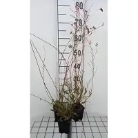 GRDplanten 6 x Gaura lindh. 'Geyser Pink' ( oenothera lindh.) - Gaura - pot 9 x 9 cm