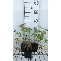 GRDplanten 6 x Geranium clarkei 'Kashmir White' - Bec de cigogne- Pot 9 x 9 cm