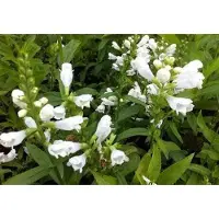GRDplanten 6 x Physostegia virg. 'Summer Snow' - Fleur articulée - pot 9 x 9 cm