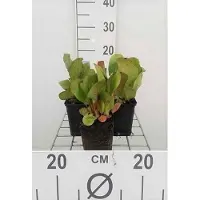 GRDplanten 6 x Bergenia cord 'Purpurea' - pseudodictamne - pot 9 x 9 cm
