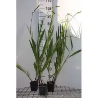 GRDplanten 6 x Crocosmia hybr. 'Lucifer' - Crocosmia - pot 9 x 9 cm