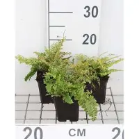 GRDplanten 6 x Polystichum set. 'Plumoso-densum' - Fougère à panache - pot 9 x 9 cm