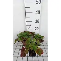 GRDplanten 6 x Geum hybr. 'Mango Lassi' - racine de girofle - pot 9 x 9 cm