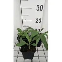 GRDplanten 6 x Erigeron spec. 'Grandiflorus' - Rayon fin - Pot 9 x 9 cm
