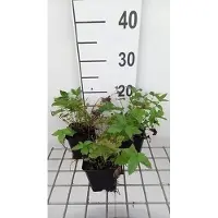 GRDplanten 6 x Filipendula ulm. 'Plena' - Reine des prés - pot 9 x 9 cm
