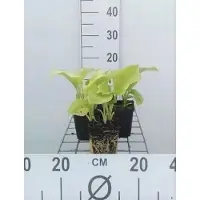 GRDplanten 6 x Hosta plant. 'Grandiflora' - Hosta - pot 9 x 9 cm x 9 cm