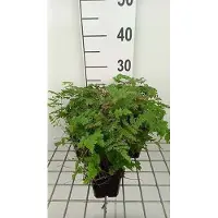 GRDplanten 6 x Dryopteris 'Plumosum' - Fougère plumeuse - pot 9 x 9 cm