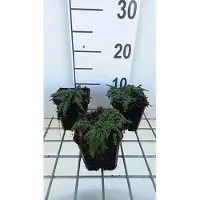 GRDplanten 6 x Thymus hybr. 'Elfin' - Thym - Pot 9 x 9 cm