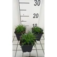 GRDplanten 6 x Lychnis alp. 'Rosea' - Œillet - pot 9 x 9 cm