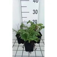 GRDplanten 6 x Sanguisorba tenuif. 'Alba' - Pimpinelle - pot 9 x 9 cm