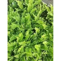 GRDplanten 6 x Dryopteris cristata - Fougère à crête - pot 9 x 9 cm