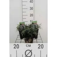 GRDplanten 6 x Ophiopogon japonicus - barbe de serpent - pot 9 x 9 cm