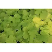 GRDplanten 6 x Heuchera hybr. 'Pistache' - Campanule pourpre - pot 9 x 9 cm