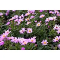 GRDplanten 6 x Aster dum. 'Herbstgruss Vom Bresserhof' - Aster d'automne - Pot 9 x 9 cm