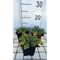 GRDplanten 6 x Eryngium plan. 'Blauer Zwerg' - Mannstreu - Topf 9 x 9 cm