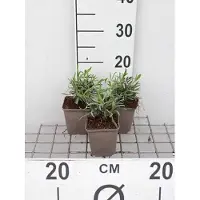 GRDplanten 6 x Lavandula int. 'Alba' - Lavande - pot 9 x 9 cm