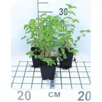 GRDplanten 6 x Filipendula ulmaria - Reine des prés - pot 9 x 9 cm