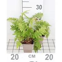 GRDplanten 6 x Dryopteris filix-mas - Fougère vermiforme - pot 9 x 9 cm