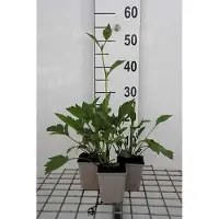 GRDplanten 6 x Rudbeckia nitida 'Autumn Sun' - tournesol - pot 9 x 9 cm