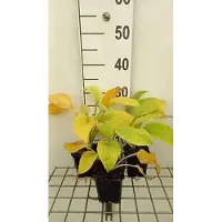 GRDplanten 6 x Hosta hybr. 'August Moon' - Hosta - pot 9 x 9 cm