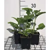 GRDplanten 6 x Echinacea purp. 'Alba' - coneflower - pot 9 x 9 cm
