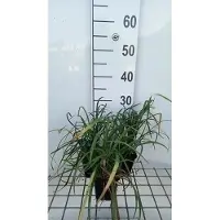 GRDplanten 6 x Liriope spicata - Bouquet de lys - pot 9 x 9 cm