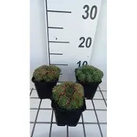 GRDplanten 6 x Sempervivum hybr. 'Triste' - Hauswurz - Pot 9 x 9 cm