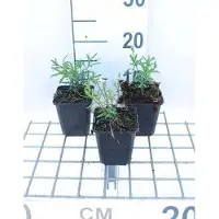 GRDplanten 6 x Iberis semp. 'Flocon de neige' ('snowflake') - Fleur de l'anse - Pot 9 x 9 cm